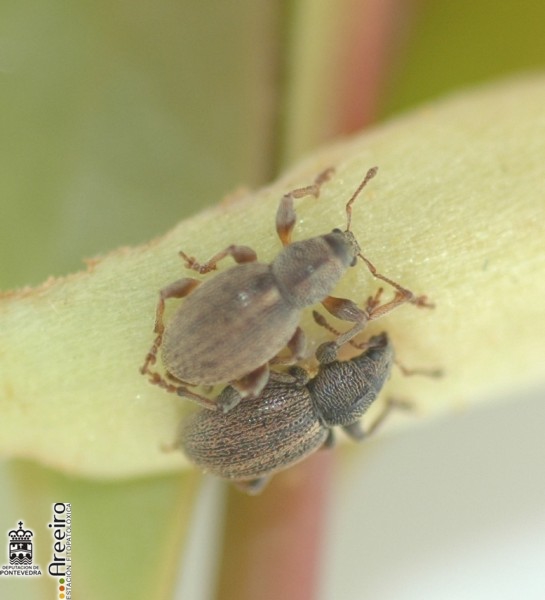 Curculionidos - Curculionid beetles - Curculionidos >> Curculionidos - Pareja de Pleurodirus carinula.jpg